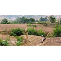 Mẫu đơn xin xác nhận đất khai hoang theo quy định mới nhất