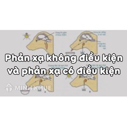 Phân biệt phản xạ có điều kiện và phản xạ không điều kiện chi tiết nhất