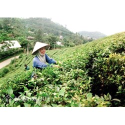 Đất nông trường là gì? Đất nông trường có được cấp sổ đỏ không?