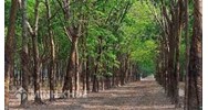 Có được xây nhà trên đất trồng cây lâu năm có bị cưỡng chế?