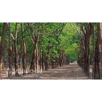 Có được xây nhà trên đất trồng cây lâu năm có bị cưỡng chế?