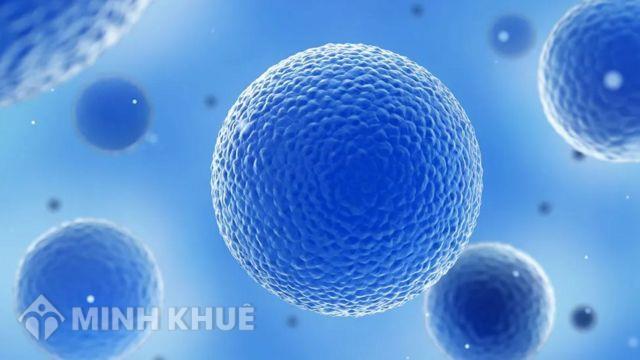 Làm thế nào tế bào trong cơ thể hoạt động?
