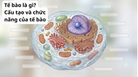 Tế bào là gì? Cấu tạo và chức năng của tế bào Sinh học lớp 6