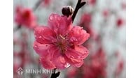 Mẫu báo cáo tổng kết cuối năm mới nhất năm 2025