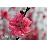 Mẫu báo cáo tổng kết cuối năm mới nhất năm 2025