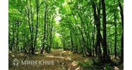 Điều kiện và thủ tục chuyển nhượng đất lâm nghiệp, đất rừng sản xuất?