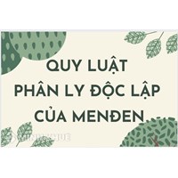 Nội dung và ý nghĩa quy luật phân li độc lập của Menđen là gì?