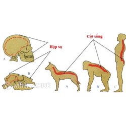 Bộ xương người và bộ xương thú khác nhau ở điểm nào?