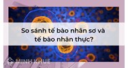 So sánh tế bào nhân sơ và tế bào nhân thực?