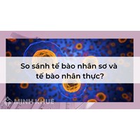So sánh tế bào nhân sơ và tế bào nhân thực?