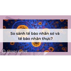 So sánh tế bào nhân sơ và tế bào nhân thực?