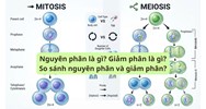 Nguyên phân là gì? Giảm phân là gì? So sánh nguyên phân và giảm phân?