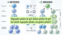 Nguyên phân là gì? Giảm phân là gì? So sánh nguyên phân và giảm phân?