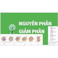 Nguyên phân là gì? Giảm phân là gì? So sánh nguyên phân và giảm phân?