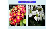 Thường biến là gì? Đặc điểm, ý nghĩa và vai trò thường biến? Phân biệt thường biến và đột biến