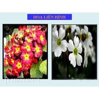Thường biến là gì? Đặc điểm, ý nghĩa và vai trò thường biến? Phân biệt thường biến và đột biến