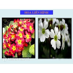 Thường biến là gì? Đặc điểm, ý nghĩa và vai trò thường biến? Phân biệt thường biến và đột biến