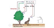 Thực vật có vai trò gì đối với động vật?