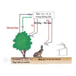 Thực vật có vai trò gì đối với động vật?