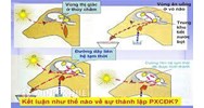 Ví dụ về phản xạ có điều kiện (Top 20 ví dụ hay nhất)