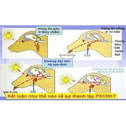 Ví dụ về phản xạ có điều kiện (Top 20 ví dụ hay nhất)