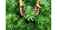 Sử dụng cần sa bị phạt thế nào? Hút cần sa có bị phạt tù không?