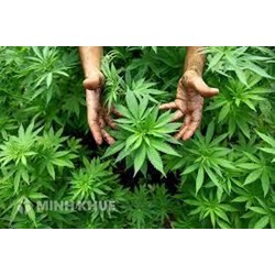 Sử dụng cần sa bị phạt thế nào? Hút cần sa có bị phạt tù không?