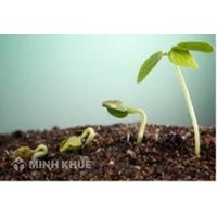 Sinh trưởng và phát triển ở thực vật là gì? Ví dụ về sinh trưởng và phát triển ở thực vật