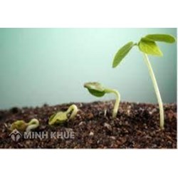 Sinh trưởng và phát triển ở thực vật là gì? Ví dụ về sinh trưởng và phát triển ở thực vật