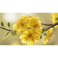 Tổng hợp bài văn tả cây mai chọn lọc hay nhất
