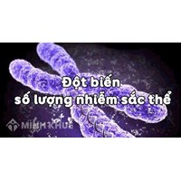 Đột biến số lượng nhiễm sắc thể là gì? Cho ví dụ và bài tập