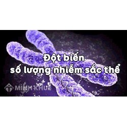Đột biến số lượng nhiễm sắc thể là gì? Cho ví dụ và bài tập