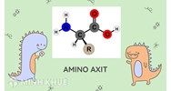 Amino axit là gì? Công thức hóa học của các amino axit thường gặp và bài tập