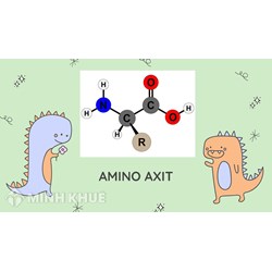 Amino axit là gì? Công thức hóa học của các amino axit thường gặp và bài tập