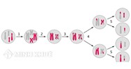 Di truyền liên kết là gì? Di truyền liên kết xảy ra khi? Bài tập về di truyền liên kết