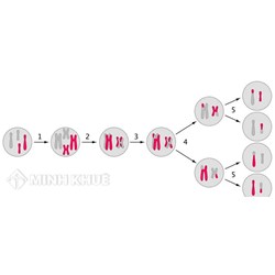 Di truyền liên kết là gì? Di truyền liên kết xảy ra khi? Bài tập về di truyền liên kết