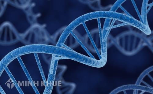 Liên kết gen là gì? Hoán vị gen là gì? Ý nghĩa và bài tập