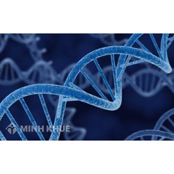 Liên kết gen là gì? Hoán vị gen là gì? Ý nghĩa và bài tập