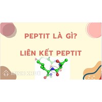 Peptit là gì? Liên kết peptit là gì? Có bao nhiêu liên kết peptit?