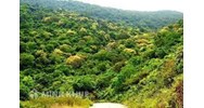 Kiểu rừng đặc trưng của nước ta hiện nay là?