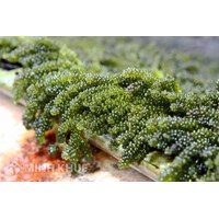 So sánh đặc điểm cấu tạo của rêu với tảo chi tiết nhất
