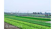 Trồng cây lâu năm trên đất trồng cây hàng năm có bị phạt không?