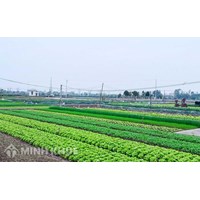 Trồng cây lâu năm trên đất trồng cây hàng năm có bị phạt không?
