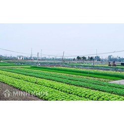 Trồng cây lâu năm trên đất trồng cây hàng năm có bị phạt không?