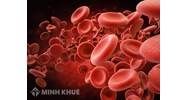 Máu gồm những thành phần nào? Lượng máu trong cơ thể người bình thường