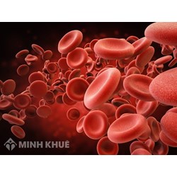 Máu gồm những thành phần nào? Lượng máu trong cơ thể người bình thường
