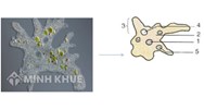 Trùng biến hình di chuyển được nhờ?
