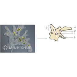 Trùng biến hình di chuyển được nhờ?