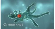 Hình thức dinh dưỡng của trùng biến hình là gì?