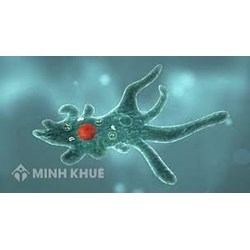 Hình thức dinh dưỡng của trùng biến hình là gì?